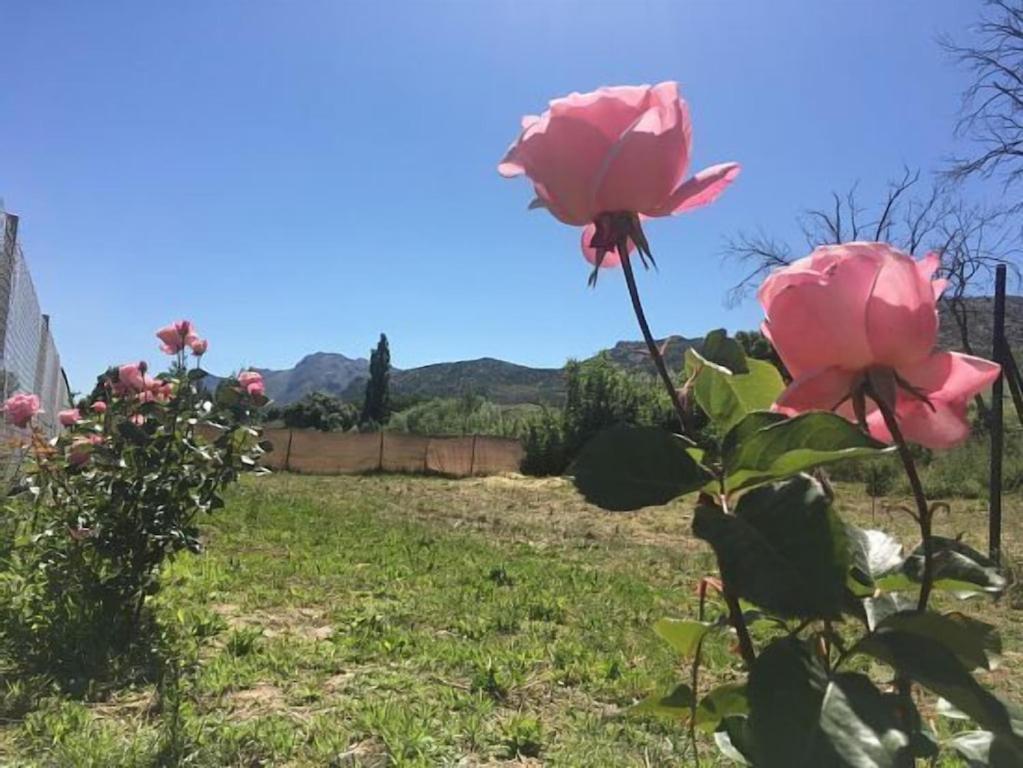 Casa Rural La Maestra Ronda Exteriör bild